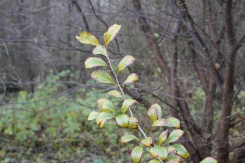 Crataegus pedicellata