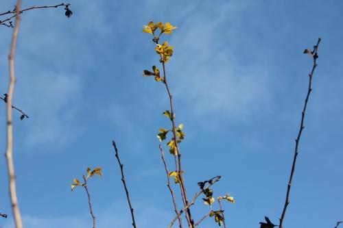 Crataegus pedicellata