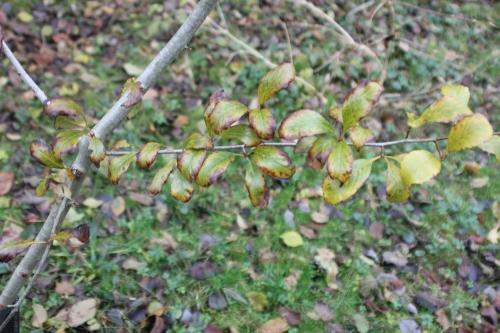 Crataegus pedicellata