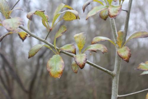 Crataegus pedicellata