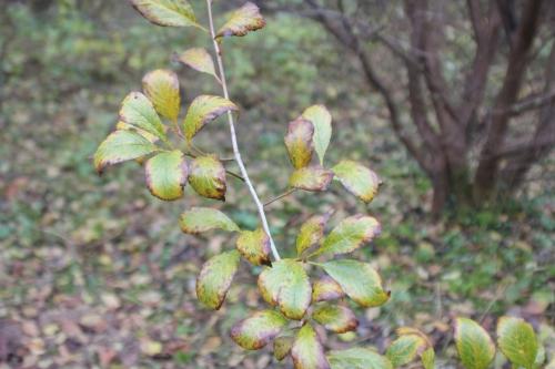 Crataegus pedicellata