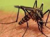 MALADIES VECTORIELLES: moustiques envahissent monde ECDC