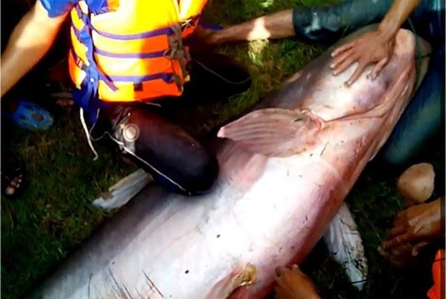 Thaïlande-Yala, pêche en riviére de géants de 100 kg [HD]