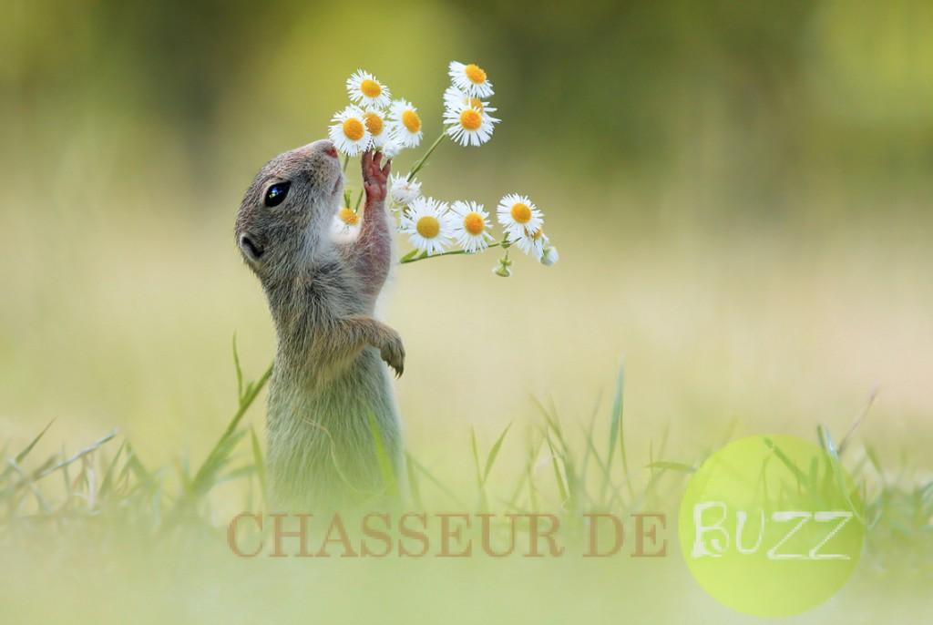 (c) Julian Ghahreman-Rad, Australia, Entry, Open Competition, 2015 Sony World Photography Awards  'Let me have a Smell' by Julian Ghahreman-Rad This photo shows an european ground squirrel sniffing a flower. With a tiny paw the squirrel brings the buds close enough to touch his nose, after time spending sniffing out its favourite bud, the squirrel takes a bite of its pick of the bunch.