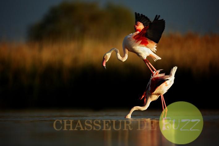 (c) Ji?í Míchal, Czech Republic, Entry, Open Competition, 2015 Sony World Photography Awards 'Greater Flamingo' Greater Flamingo from Camarque