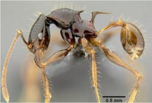 ÉVOLUTION: Ces fourmis qui ont conquis le monde – Proceedings of the Royal Society Series B