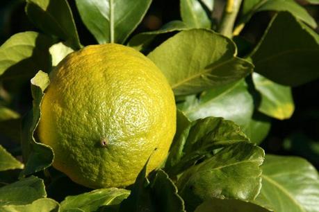 Limone  di Roca Imperiale