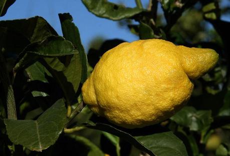 Limone Pane Amalfitano