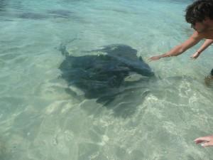 La raie, d'une envergure d'au moins 1,5 mètre, intéressée par les baigneurs.
