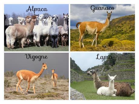 animaux péruviens