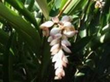 L'hakea est un arbuste australien à fleurs rouges