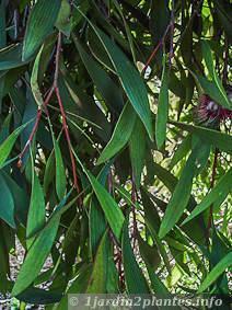 L'hakea est un arbuste australien à fleurs rouges