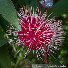 L'hakea est un arbuste australien à fleurs rouges