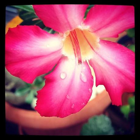 Défi Last day (28 décembre)