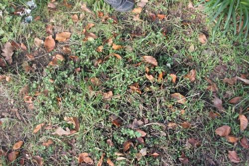 Origanum vulgare, sa vie en hiver
