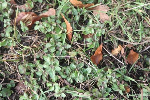 Origanum vulgare, sa vie en hiver