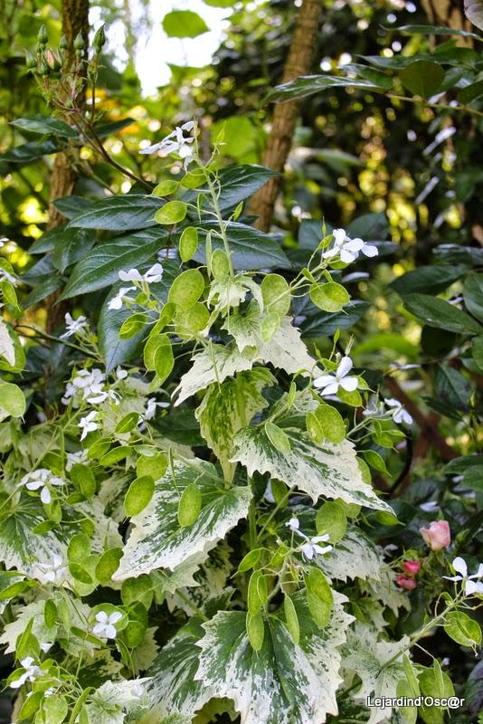 Seeds of love 2015...