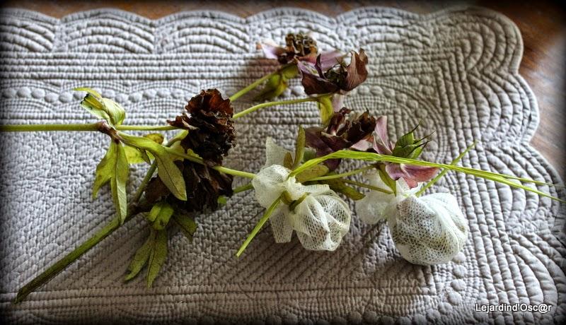 Seeds of love 2015...