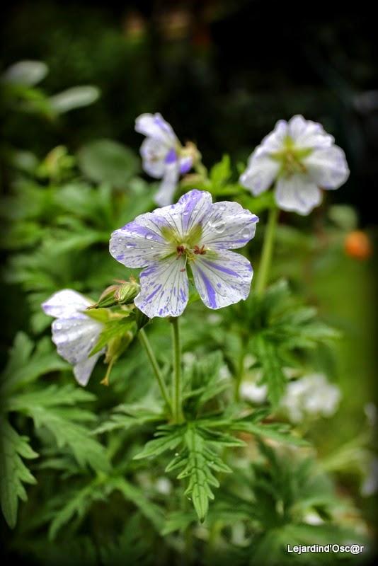 Seeds of love 2015...