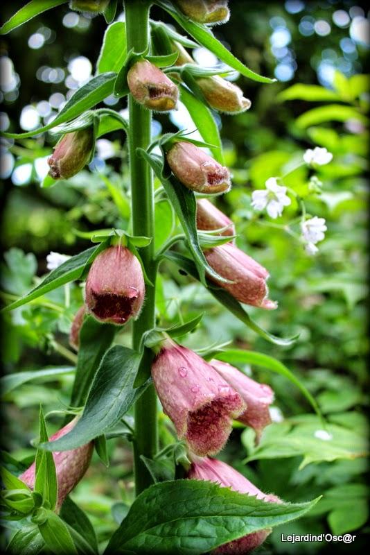 Seeds of love 2015...