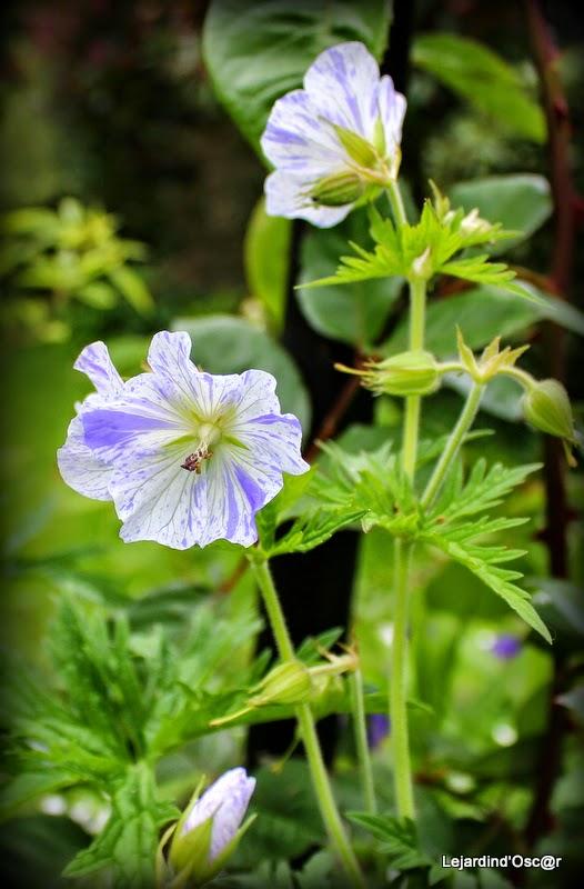 Seeds of love 2015...