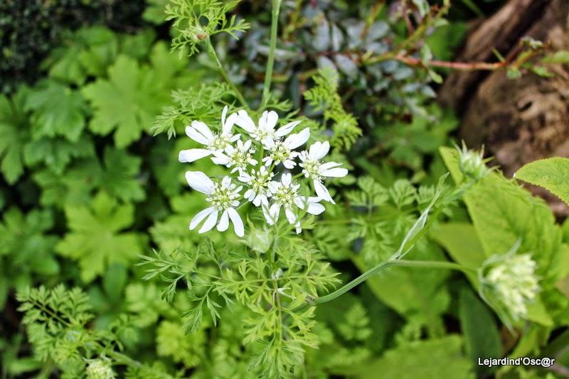 Seeds of love 2015...