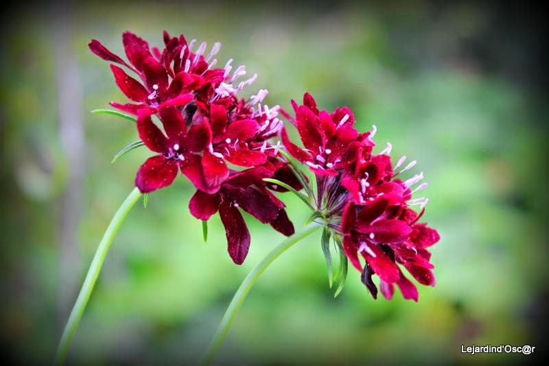 Seeds of love 2015...