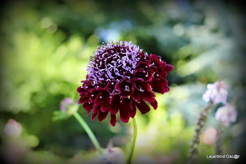 Seeds of love 2015...