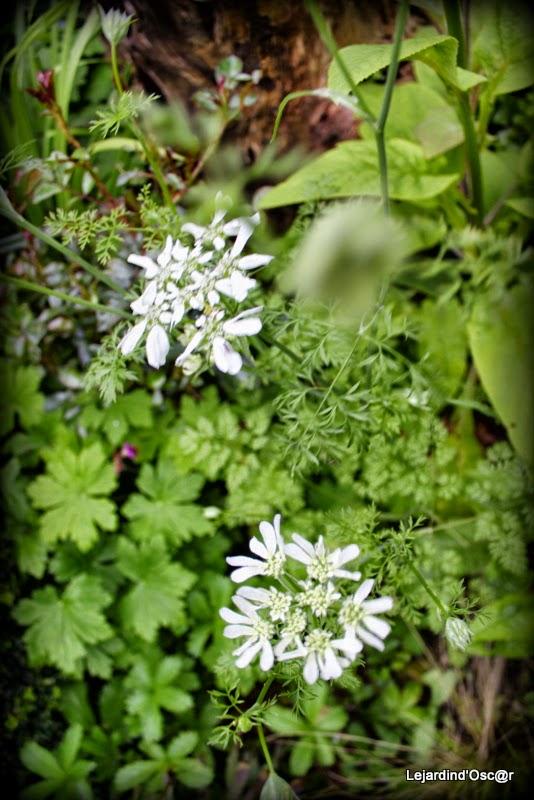 Seeds of love 2015...