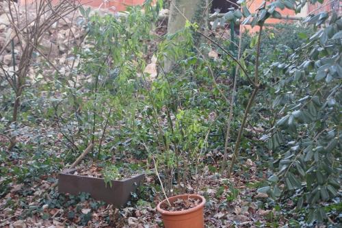 Sambucus hookeri vous souhaite une bonne année