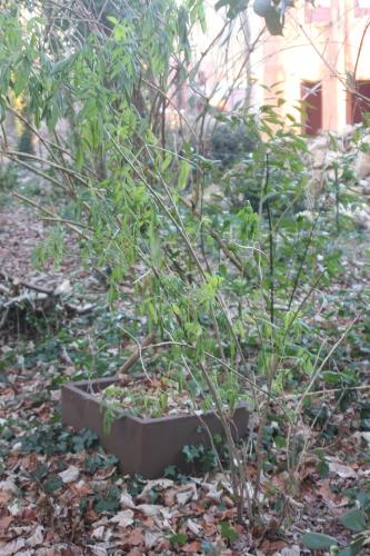 Sambucus hookeri vous souhaite une bonne année