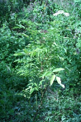 Sambucus hookeri vous souhaite une bonne année