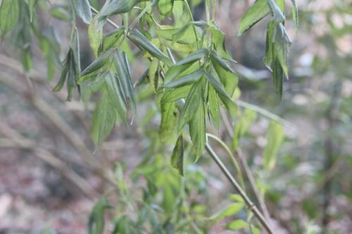 Sambucus hookeri vous souhaite une bonne année