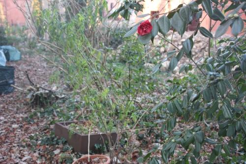 Sambucus hookeri vous souhaite une bonne année