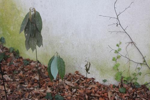 Sambucus hookeri vous souhaite une bonne année