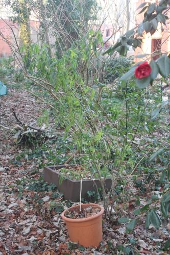 Sambucus hookeri vous souhaite une bonne année