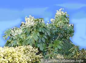 Une plante de la famille des araliacées comme le ...