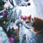 chat sous le sapin