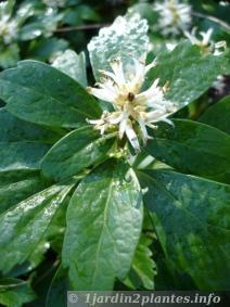 Une plante vivace couvre-sol: le pachysandra