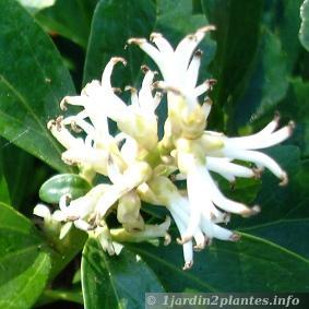 Une plante vivace couvre-sol: le pachysandra