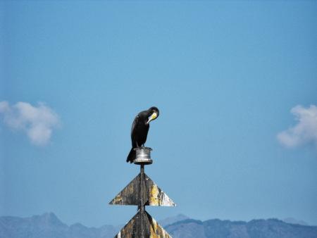 chat qui louche maykan alain gagnon francophonie