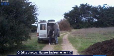 Un trafic de pignons de pin sur l'île de Ré ?