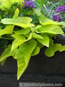 Un légume grimpant: la patate douce ou ipomée batatas