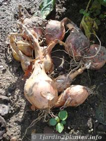 Un bulbe vivace et condimentaire: l'échalote