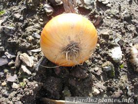 Une vivace bulbeuse: l'oignon