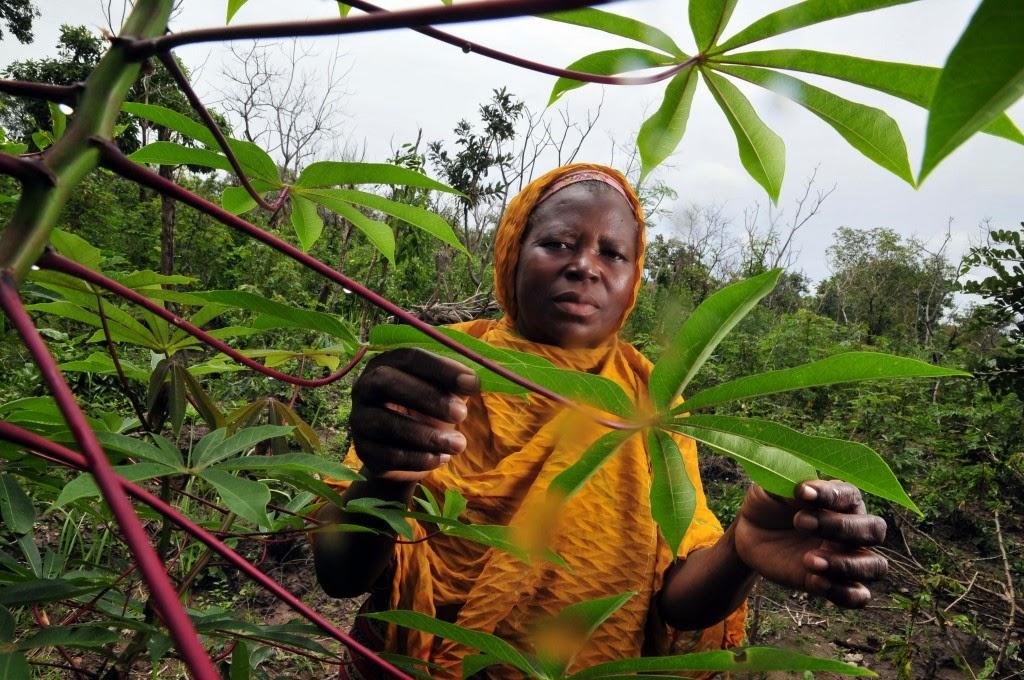 Ghana: un projet de loi dit Monsanto obligerait a utiliser des semences modifiees