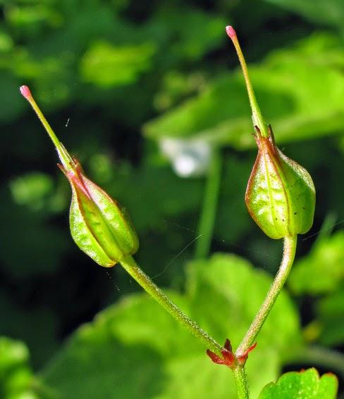 Géranium luisant (Geranium lucidum)