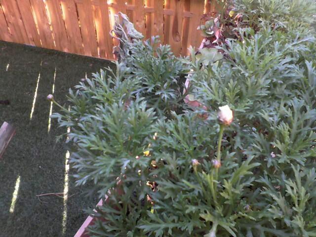 Anthémis en fleur en janvier !