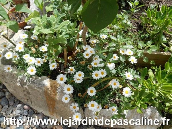 Anthémis en fleur en janvier !