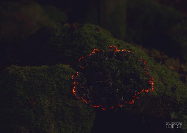 bioluminescent-forest2